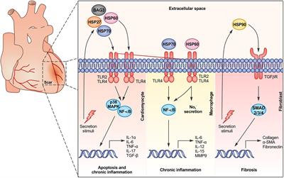 Blocking Extracellular Chaperones to Improve Cardiac Regeneration